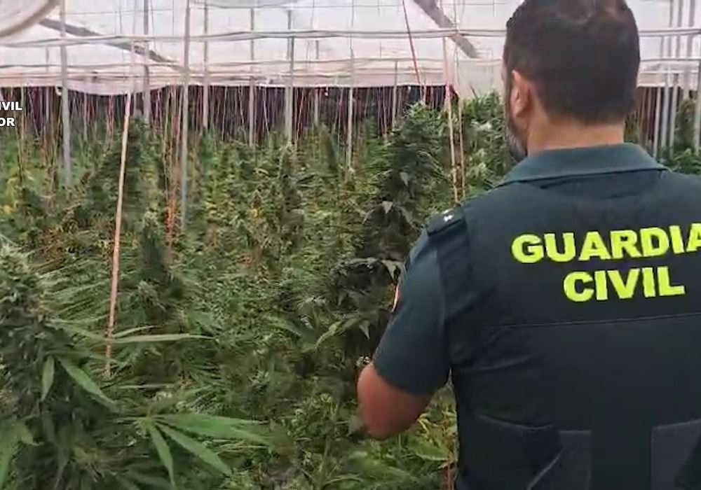 La Guardia Civil desmantela un cultivo de 5.600 plantas de cannabis en Balanegra y detienen a una persona e investigan a otra