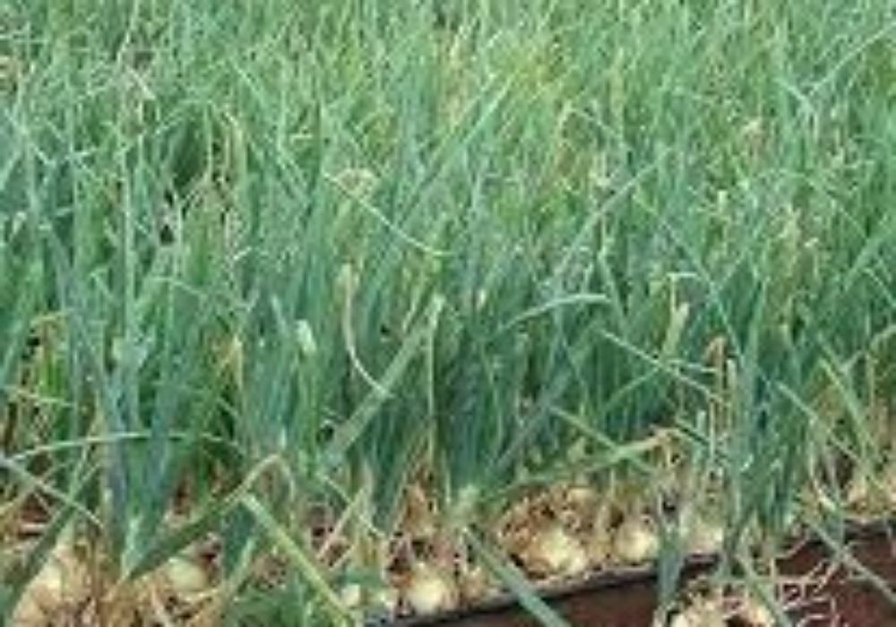 La Escuela Agraria de Vícar continúa con su programa de formación permanente destinado a la especialización de trabajadores agrícolas