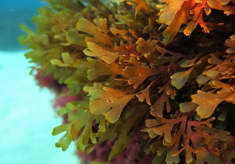 Dos nuevos proyectos reforzarán la conservación de praderas marinas y arrecifes costeros en el Mediterráneo español