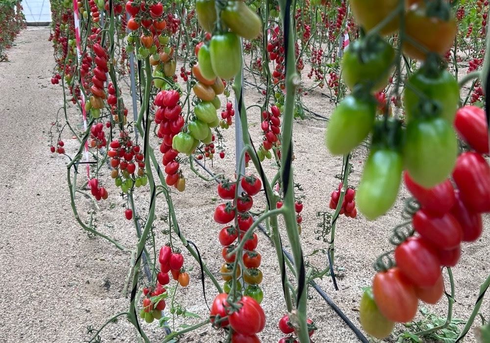 Pomeria, la nueva variedad mini pera con resistencia al rugoso