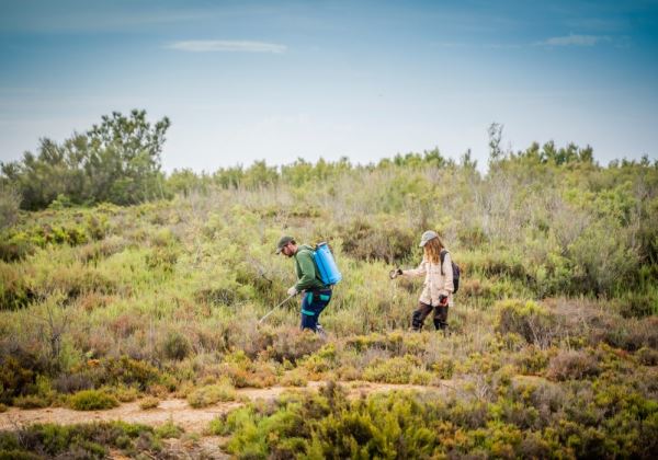 La lucha contra los mosquitos en la Ribera de La Algaida es continua pero selectiva para salvaguardar aves y nidos