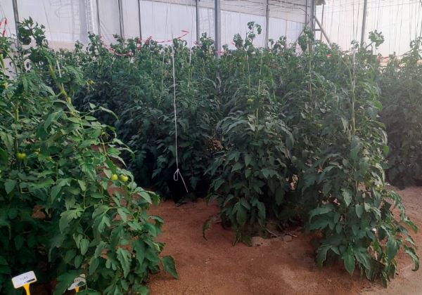 Un ensayo realizado por Tecnova demuestra que el biochar mejora e incrementa la producción de los frutos de tomate cosechados en invernadero