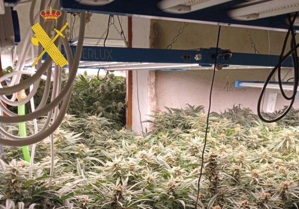 Actuaciones simultaneas contra el cultivo de drogas y la defraudación de fluido eléctrico
