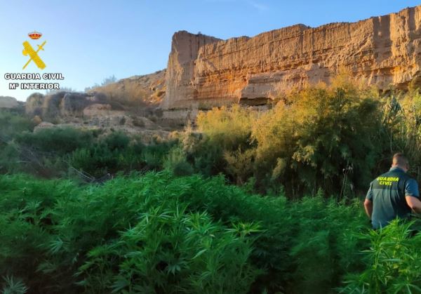 La Guardia Civil desmantela una plantación de marihuana en una zona rural en El Ejido y detiene a tres personas por delito contra la salud pública