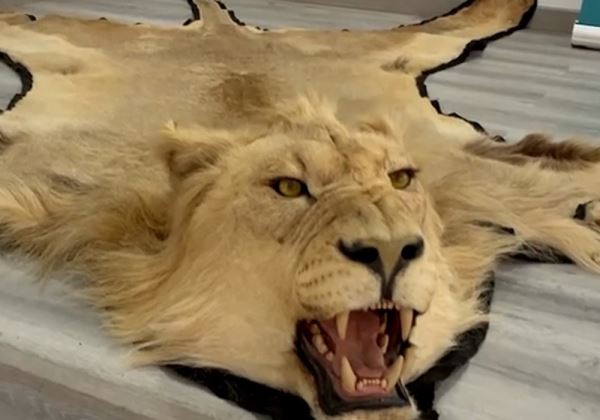 Investigada una persona en Almería por la venta online ilegal de alfombras de piel de león