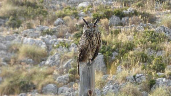 La Policía Local de Huércal-Overa rescata a un búho real herido en el Barranco El Judío de Góñar