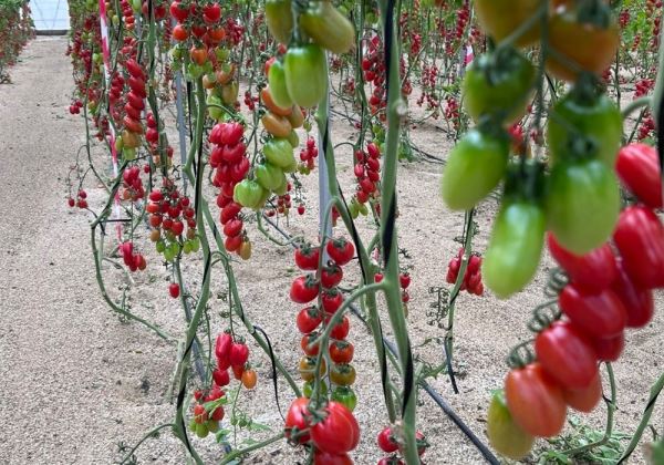 Pomeria, la nueva variedad mini pera con resistencia al rugoso