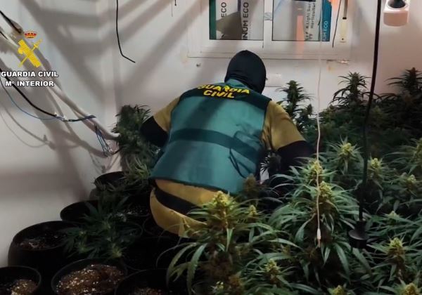 La Guardia Civil detiene a dos personas y localiza cerca de 120 plantas de cannabis en el interior de una vivienda