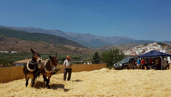 La localidad de Abla recuerda un año más la antigua faena de la trilla