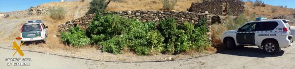 La Guardia Civil se incauta de diez plantas de marihuana y detiene a una persona