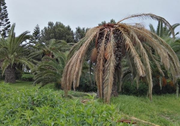 El PSOE de Roquetas de Mar denuncia el ''absoluto abandono'' de las zonas verdes del municipio