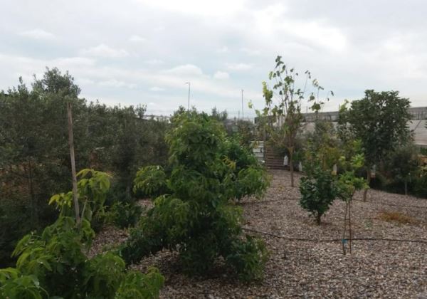 Un campo 'más verde' en El Ejido tras superarse el primer año de aplicación de la Ordenanza Municipal de Invernaderos y su Entorno