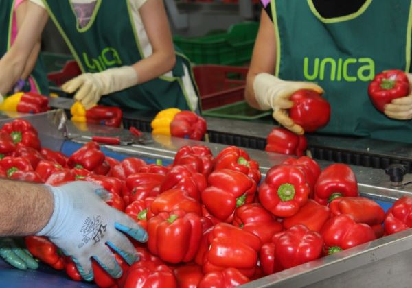 La importación española de frutas y hortalizas procedentes de países terceros crece un 18%, según FEPEX