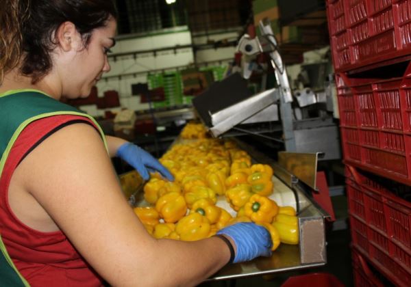 Ingenieros agrícolas reclaman cambios legales para garantizar la seguridad alimentaria de frutas y hortalizas