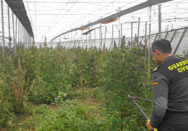 La Guardia Civil localiza más de 1.000 plantas de marihuana en un invernadero en Gádor