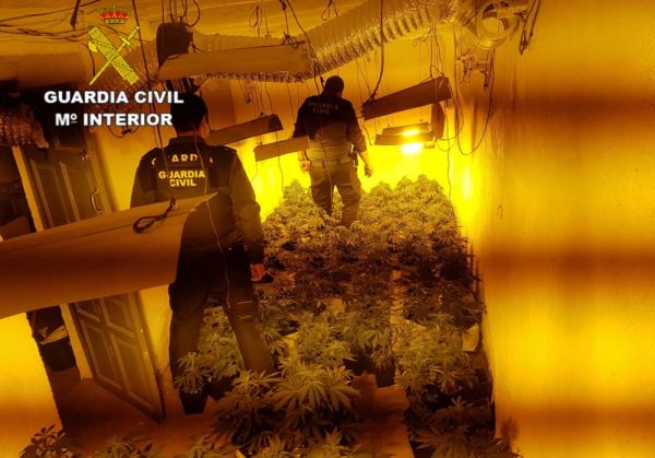 La Guardia Civil incauta 498 plantas de marihuana y detiene a tres personas en Paterna del Río y Bayárcal