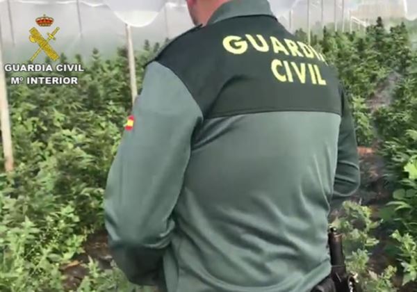 La Guardia Civil localiza en Berja otro invernadero dedicado al cultivo de marihuana con 6.500 plantas