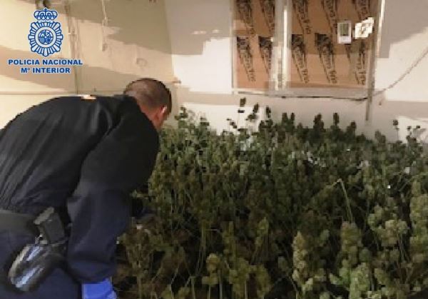 Nueve personas detenidas y 84 kilogramos de marihuana intervenida en cinco operaciones de la Policía en El Ejido en este mes