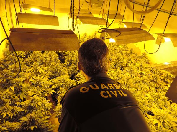 La Guardia Civil interviene 370 plantas de marihuana en Abla e investiga a un individuo