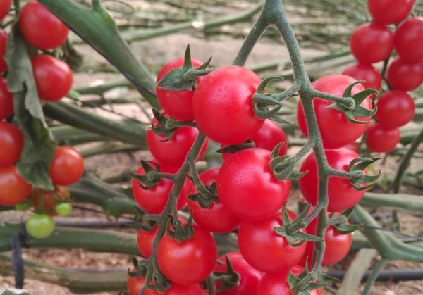 Una composición de Vellsam mejora el proceso de maduración del fruto y la fotosíntesis de las hojas