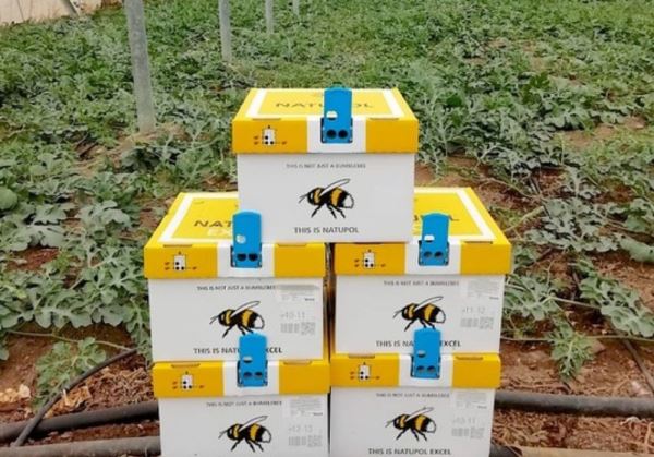 Koppert recomienda el uso de abejorros para mejorar la polinización de melón y sandía en invernadero