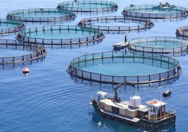 Nuevo plazo de un mes para solicitar las ayudas de 2019 a inversiones productivas en la acuicultura marina de Andalucía