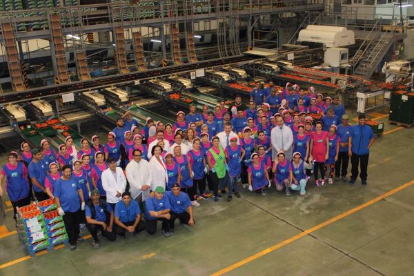 Costa de Níjar celebra sus 20 años superando las 13.000 Tn de tomate comercializado
