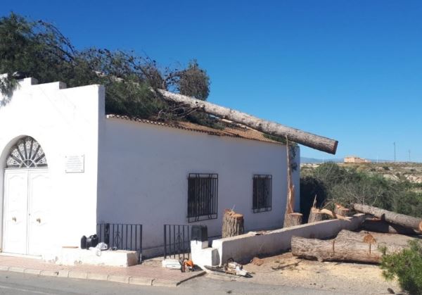 Caen dos árboles sobre la iglesia de la Aljambra de Albox mientras eran talados