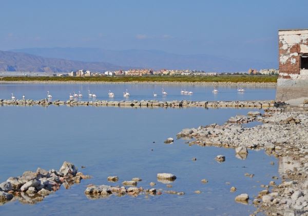 Un itinerario para descubrir la biodiversidad en los humedales del Poniente almeriense