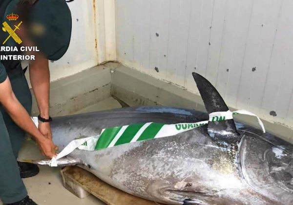 Detienen a 12 personas por delitos de pesca ilegal de atún rojo