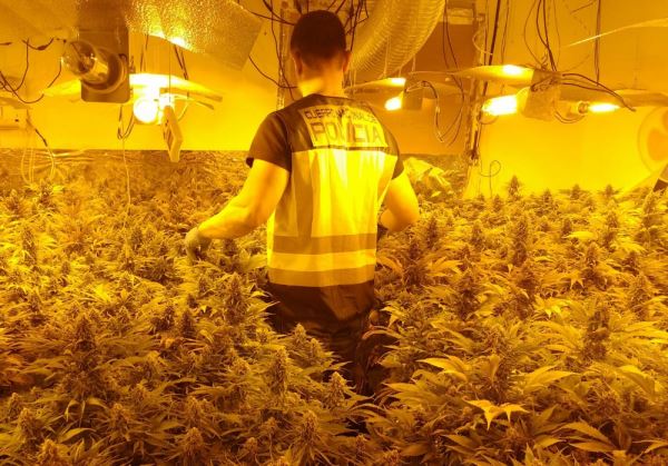 La Policía Nacional interviene 5.000 plantas de marihuana en un macrooperativo contra el narcotráfico