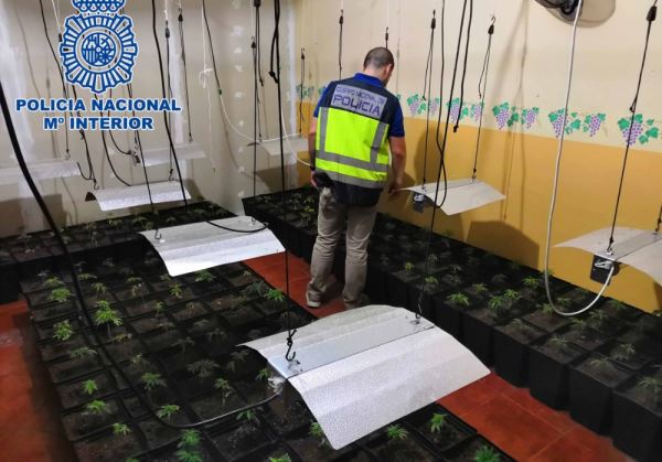 La Policía Nacional aprehende más de 1000 plantas de marihuana y detiene a seis personas