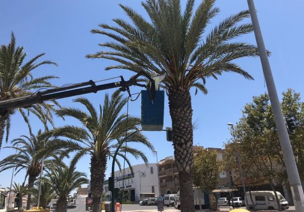 Continúa la campaña para prevenir y combatir el picudo rojo en las palmeras de Adra