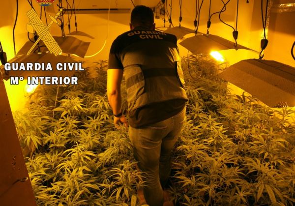 La Guardia Civil interviene 236 plantas  de marihuana en una plantación 