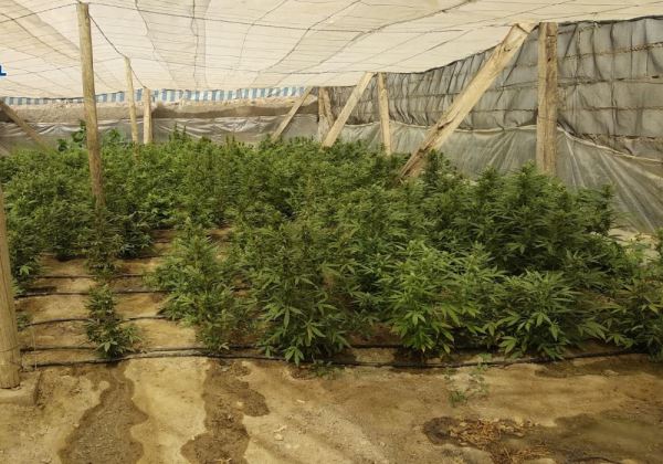La Policía Nacional incauta 270 plantas de marihuana en un invernadero de El Ejido