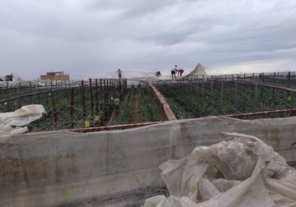 Bonilla visita las explotaciones de Yegua Verde y Los Suizos dañadas por la acción de un pequeño tornado