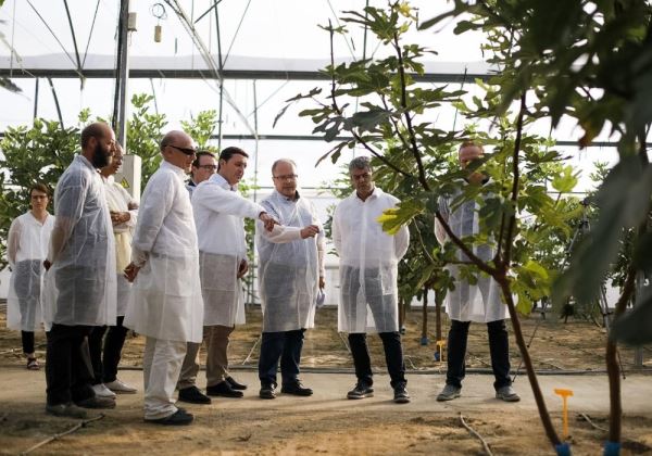 UAL y Diputación impulsan el primer cultivo sostenible de higueras bajo plástico