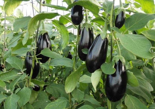 Hoy arranca un paro de agricultores de berenjena y pimiento almerienses