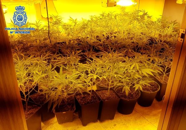 La Policía Nacional desmantela una plantación indoor de marihuana en una vivienda del barrio del Quemadero