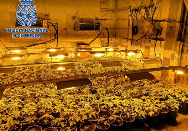 La Policía Nacional destapa una plantación de marihuana con  423 plantas