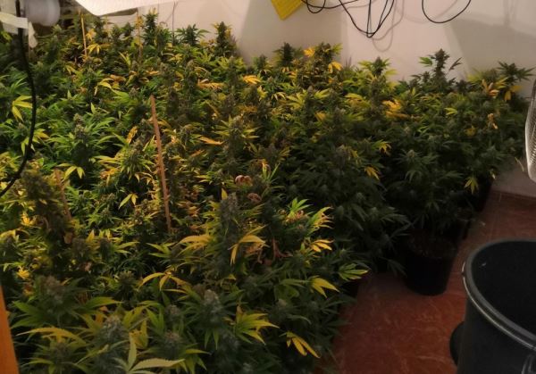 La Policía Nacional desmantela una plantación de marihuana