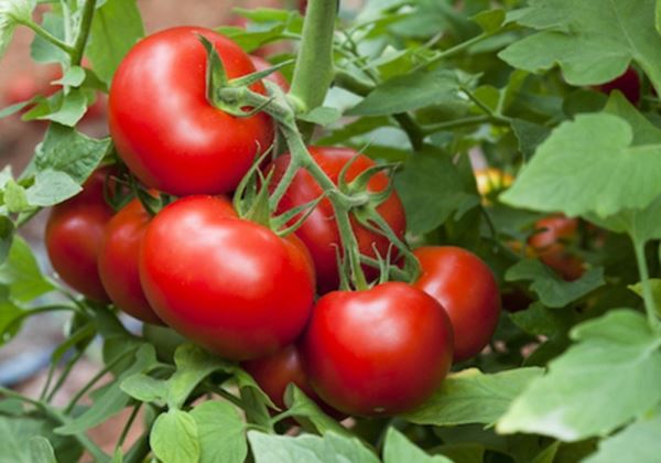 Asaja apunta a un descenso del 29% en el precio del tomate esta campaña