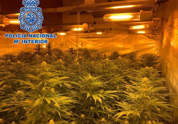 La Policía Nacional incauta 272 plantas de marihuana en una vivienda de Almería