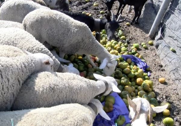 Unión de Agricultores Independientes protagonizan una tirada de género