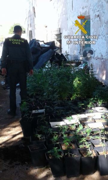 La Guardia Civil interviene una plantación de marihuana y detiene a dos personas
