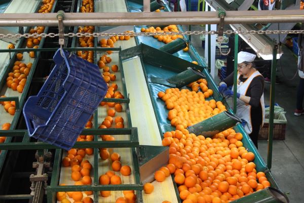 Gobierno andaluz impulsará el crecimiento de las cooperativas agroalimentarias andaluzas