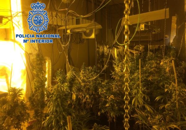 La Policía Nacional incauta 186 plantas de marihuana en Almería