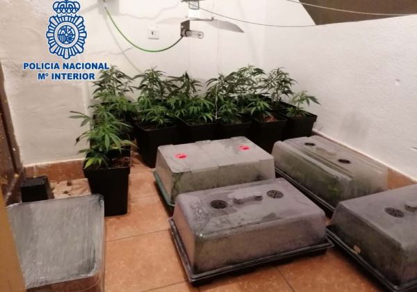 Detenidas cuatro personas relacionadas con plantaciones de marihuana