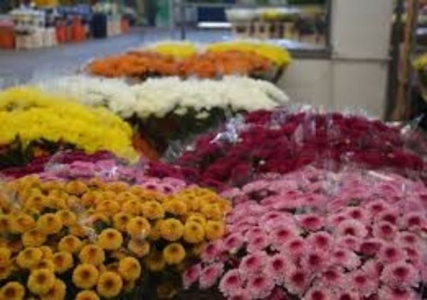 Asaja alerta de la difícil situación del sector de la flor y la planta ornamental