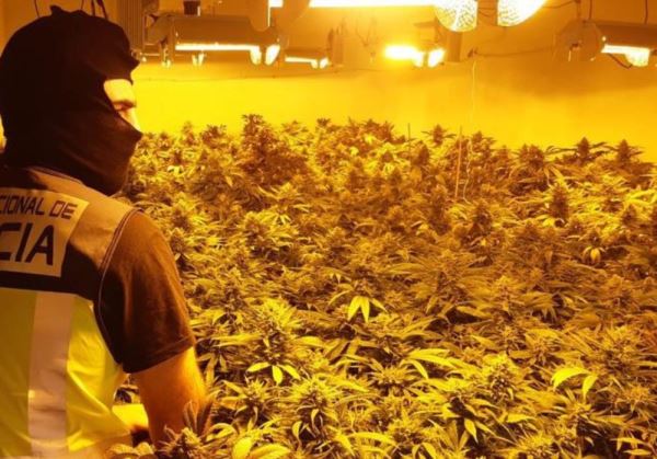 La Policía Nacional destapa una plantación de marihuana con 1.461 plantas en fase de crecimiento